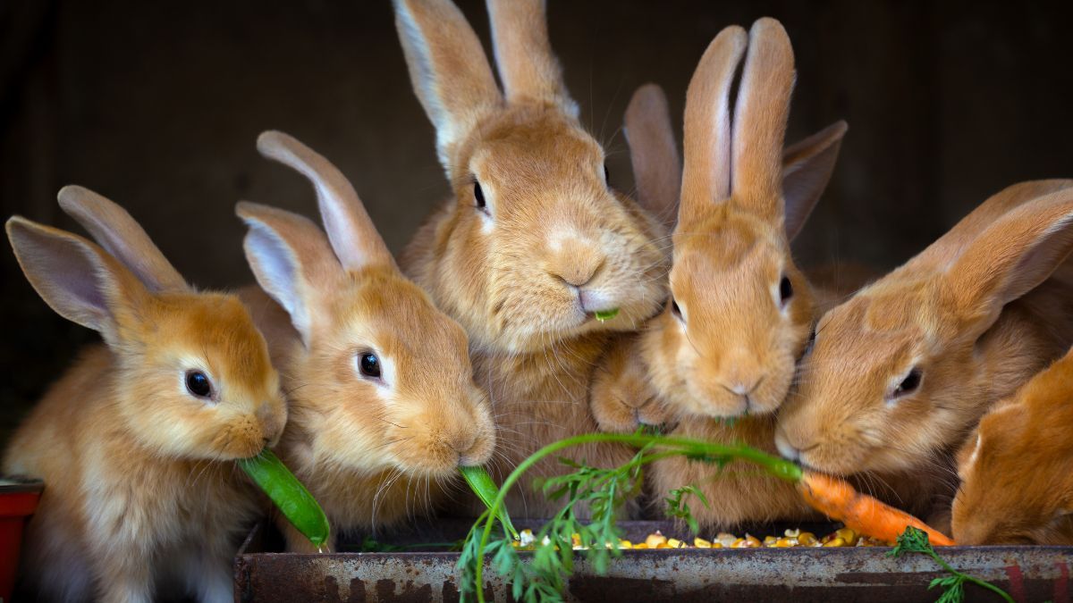 6 Jenis Makanan Kelinci yang Bergizi KlikDokter